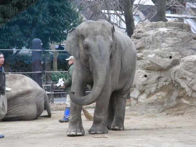 Обои картинки фото животные, слоны