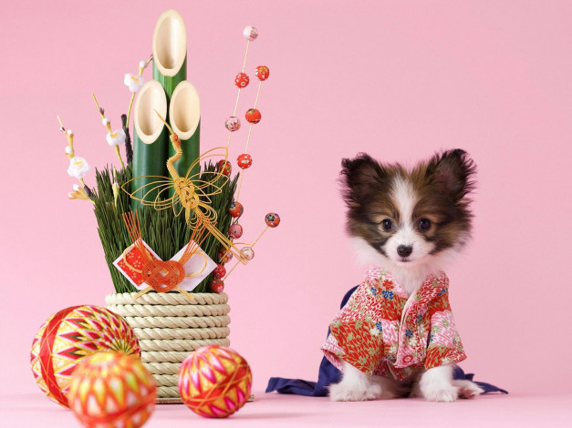 Обои картинки фото животные, собаки