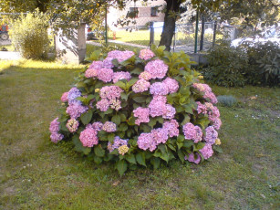 Картинка цветы гортензия куст