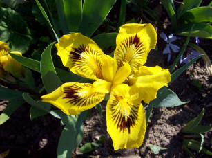 Картинка цветы ирисы желтый