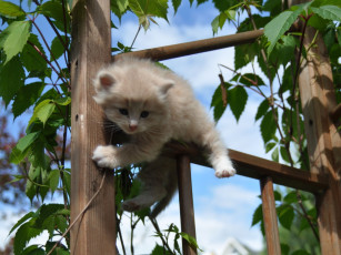 обоя животные, коты, котёнок