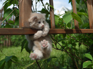 Картинка животные коты котёнок