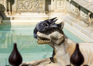 Картинка животные голуби голубь фонтан