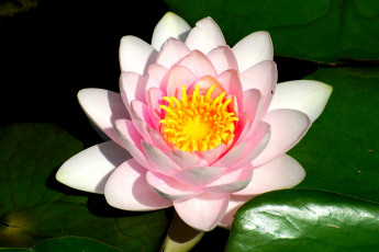 Картинка цветы лилии водяные нимфеи кувшинки розовый большой