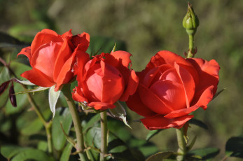 Картинка цветы розы бутоны