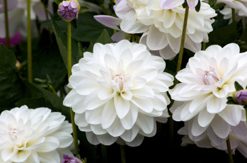 Картинка цветы георгины белый круглый много