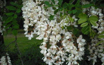 Картинка акация цветы гроздья