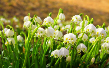 Картинка белоцветник цветы подснежники белые