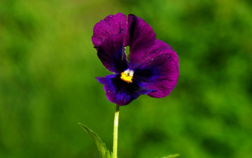 Картинка цветы анютины глазки садовые фиалки двухцветный