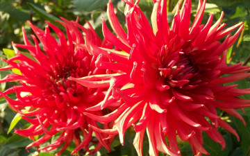 Картинка цветы георгины красные яркие