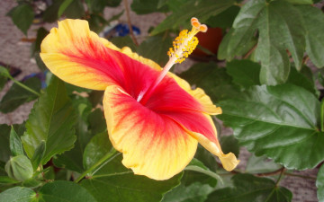 Картинка цветы гибискусы желто-красный