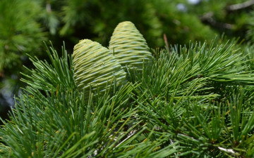 Картинка природа шишки жёлуди каштаны кедр хвоя зелёные