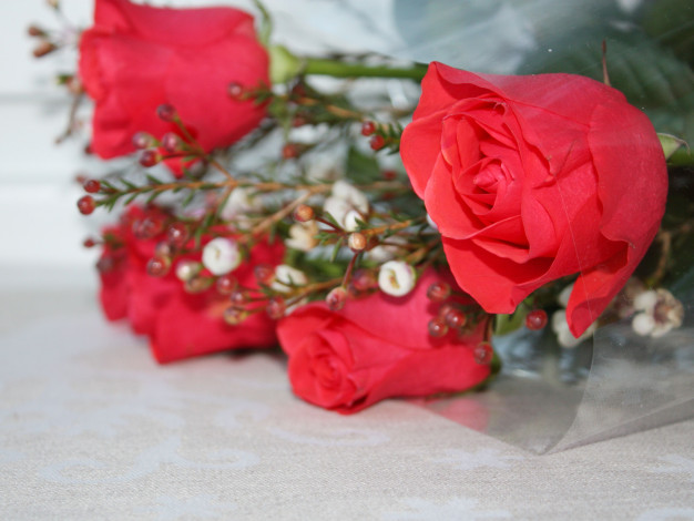 Обои картинки фото цветы, розы, бутоны