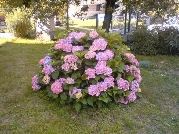 Обои картинки фото цветы, гортензия, куст