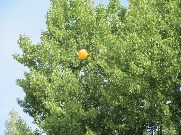 Обои картинки фото природа, деревья, дерево, шарик