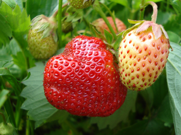 Обои картинки фото природа, Ягоды, клубника