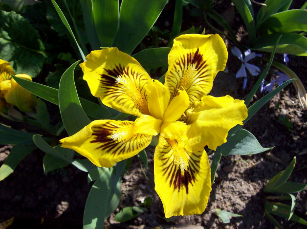 Обои картинки фото цветы, ирисы, желтый