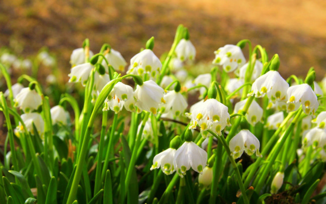 Обои картинки фото белоцветник, цветы, подснежники, белые