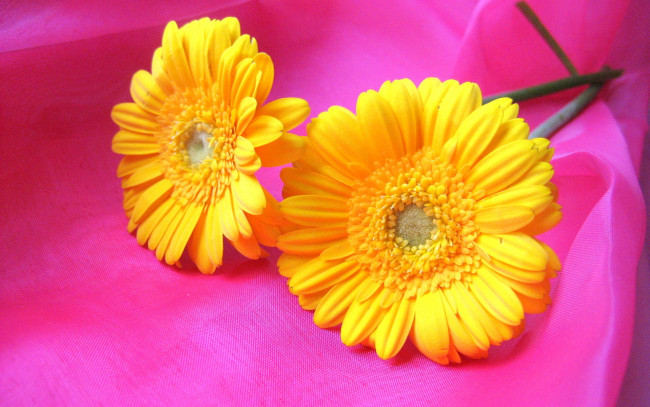 Обои картинки фото цветы, герберы, желтые