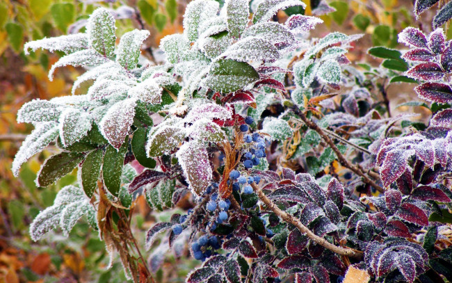 Обои картинки фото природа, Ягоды, иней