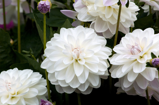 Обои картинки фото цветы, георгины, белый, круглый, много