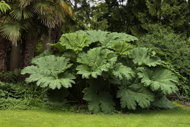 Обои картинки фото природа, листья