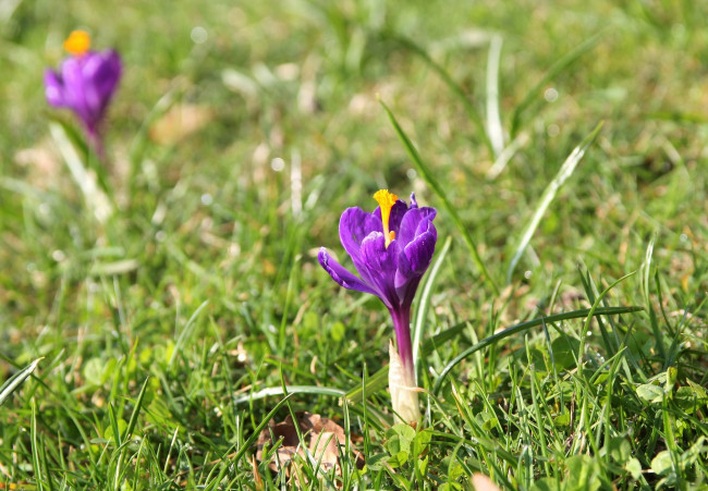 Обои картинки фото цветы, крокусы, лиловый