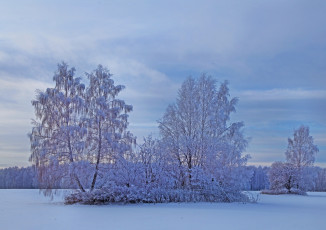 Картинка природа зима деревья снег
