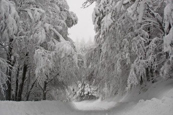 Картинка природа зима снег лес дорога