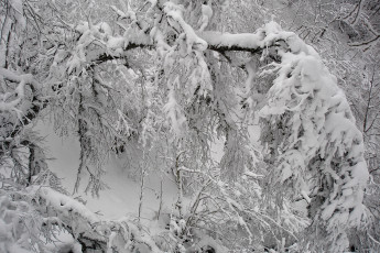 Картинка природа зима снег ветки