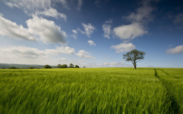 Картинка природа поля пейзаж дерево