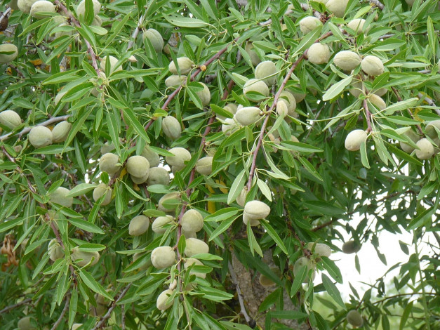 Обои картинки фото природа, плоды, ветки, листья