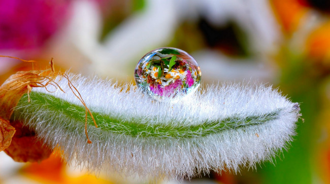 Обои картинки фото природа, макро, капля