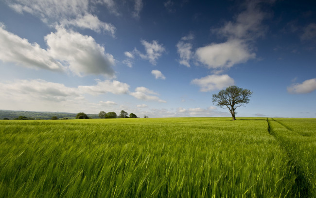 Обои картинки фото природа, поля, пейзаж, дерево