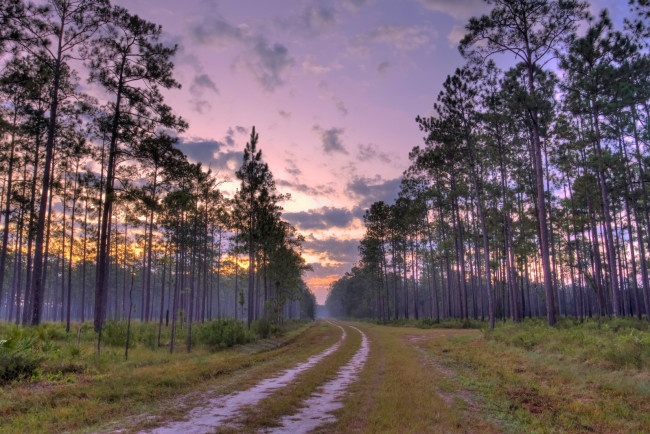 Обои картинки фото природа, дороги, деревья, вечер