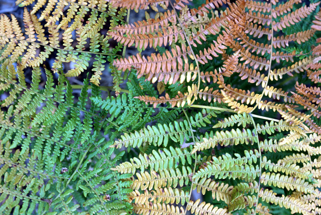 Обои картинки фото листья, папоротника, природа, папоротник, ветки