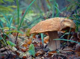 Картинка природа грибы шляпка