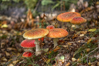Картинка природа грибы +мухомор семейка