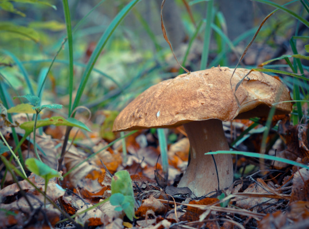 Обои картинки фото природа, грибы, шляпка