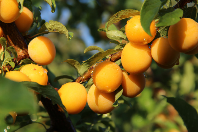 Обои картинки фото природа, плоды, алыча