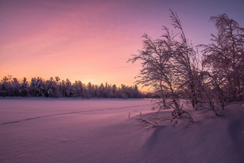Картинка природа зима снег деревья