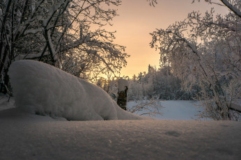Картинка природа зима снег деревья