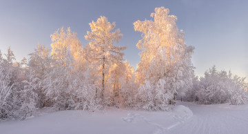 Картинка природа зима снег деревья