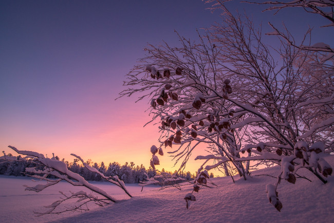 Обои картинки фото природа, зима, снег, деревья