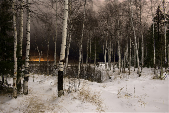 Обои картинки фото природа, зима, снег, деревья