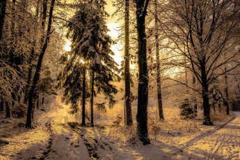 Картинка природа лес деревья закат зима