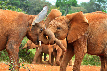 Картинка животные слоны