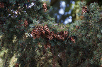 Картинка природа шишки +жёлуди +каштаны ель