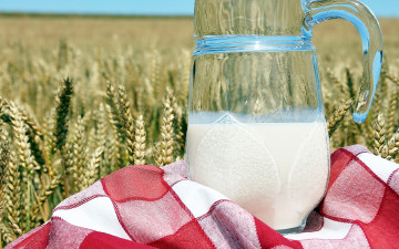 Картинка еда масло +молочные+продукты колосья кувшин молоко