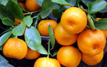 Картинка природа плоды мандарины